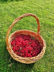 basket with apples