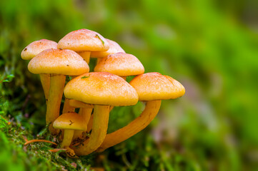 a tasty fungus in multi colored autumn forest