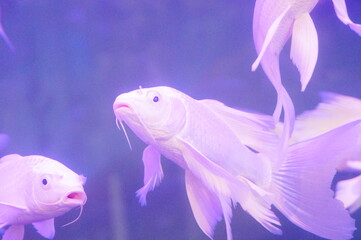 White Koi