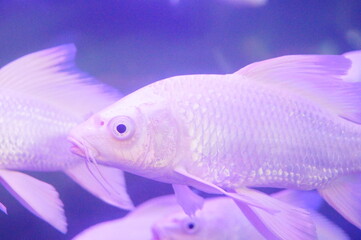 White Koi