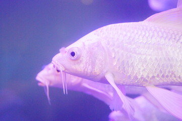 White Koi