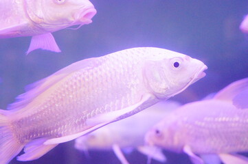 White Koi
