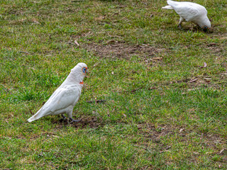 Corella Beak Open