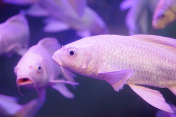 White Koi