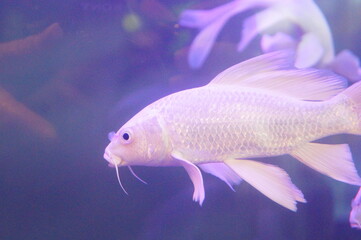 White Koi