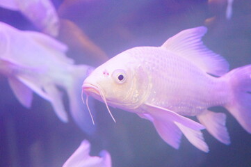 White Koi