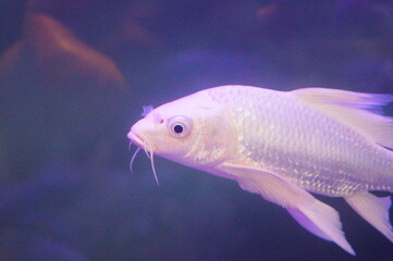 White Koi