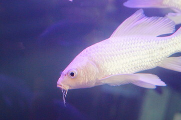 White Koi