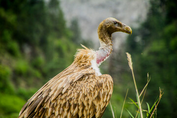 Himalayan Griffon Vulture 