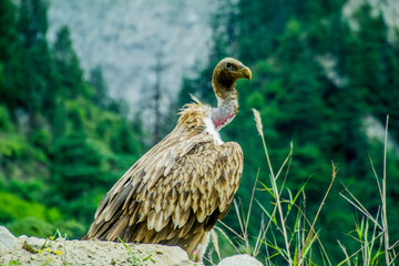 Himalayan Griffon Vulture 