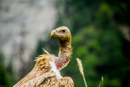 Himalayan Griffon Vulture 