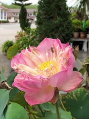 Close-up of blooming pink fancy waterlily or lotus flower with bees and flys inside of lotus at Wat Phra Sri Rattana Mahathat (Wat Yai) Thailand.