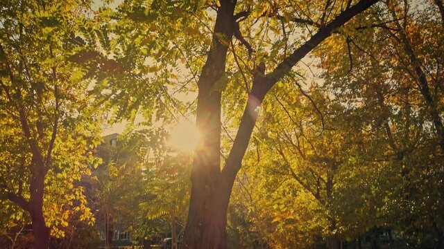 Golden autumn in Russia. Look from roots tp the top branches of acacia tree covered with golden autumnal leaves