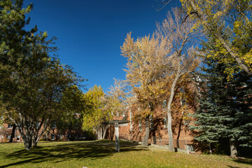 Beautiful fall color around the campus of Northern Arizona University