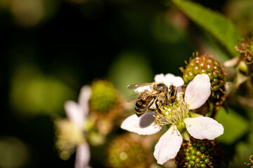 Bee on a white blackberry flower collecting pollen and nectar for the hive