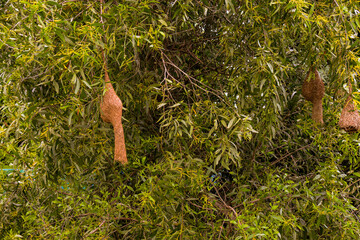 bird's nest built by the water