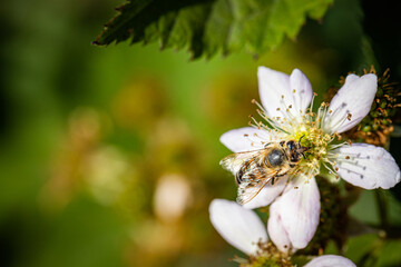 Bee on a white blackberry flower collecting pollen and nectar for the hive