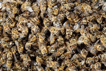 Dead bees covered with dust and mites on an empty honeycomb from a hive in decline, plagued by the Colony collapse disorder and other diseases