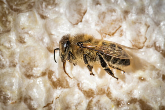 Macro image of a dead bee on a frame from a hive in decline, plagued by the Colony collapse disorder and other diseases