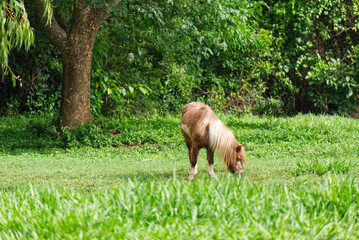 Little Pony Horse Eating Green Grass in the Outdoor Countryside Farmland.