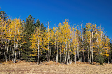 Beautiful fall color around the famous Arizona Snowbowl