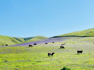 cows on the meadow