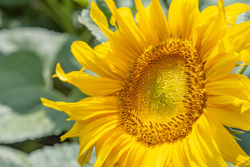 Sunflower on a field during hot summer day.