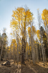 Beautiful fall color around the famous Arizona Snowbowl