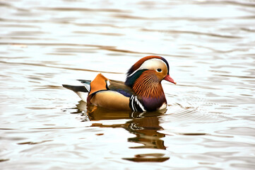 Mandarin duck swimming in a pond