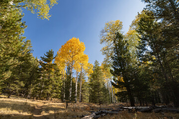 Beautiful fall color around the famous Arizona Snowbowl