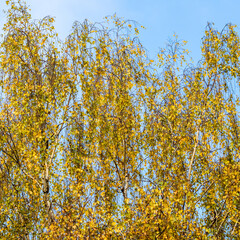 Bright yellow leaves on birch branches against blue sky. Autumn background