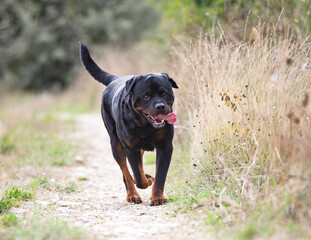 rottweiler in nature