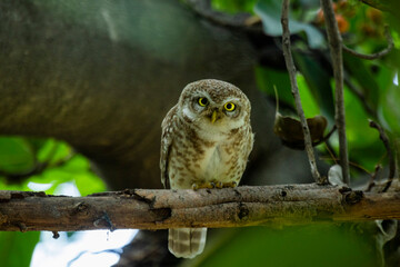 Spotted owlet on a tree 