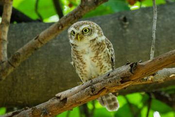 Spotted owlet on a tree 