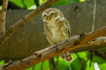 Spotted owlet on a tree 