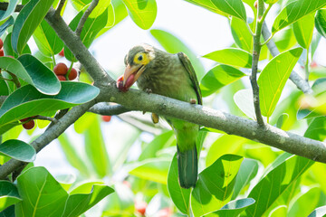 Green barbet sitting on the trees