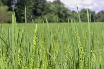 A close-up photo of the green rice plant.
