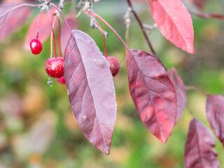red leaves of crab apple tree closeup in city park on autumn day (focus on leaf on foreground)