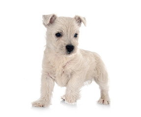 puppy West Highland White Terrier