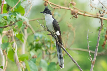 Jacobin cuckoo sitting on a branch