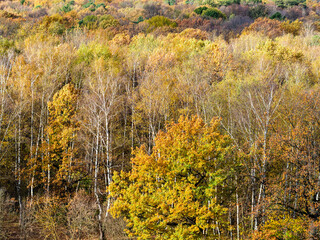 above view of yellow oak and birch trees in colorful forest on sunny autumn day