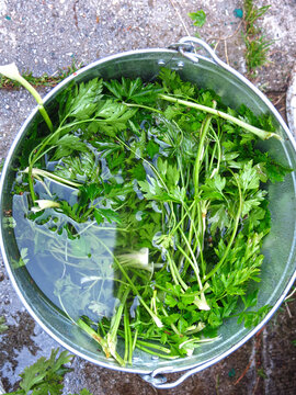 green parsley lies in the water in a bucket