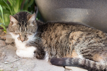 gray cat sleeping in the garden in summer