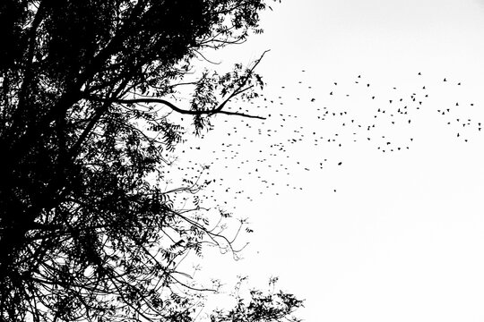 silhouette of flying birds