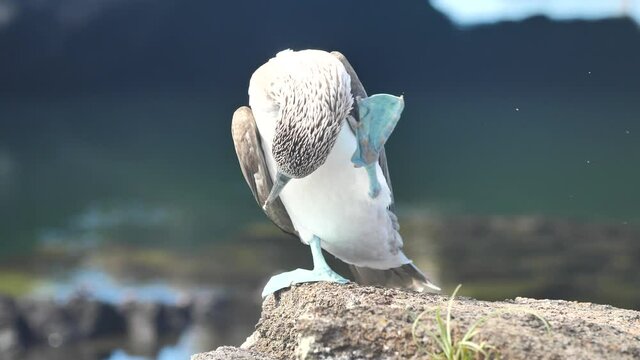 Blue Footed Booby Bird Scratching His Face With Foot, Los Tuneles, Isabela