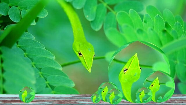 Reflection of Close up to Oriental whipsnake hide in the leaves in the garden for insects and small animals to eat