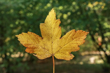 Yellow autumn maple leaf on dark park background