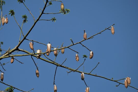 รูปภาพCeiba – เลือกดูภาพถ่ายสต็อก เวกเตอร์ และวิดีโอ4,207 | Adobe Stock