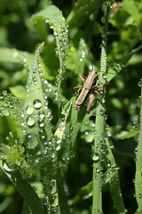 Grasshopper on green leaves. Leaves and water drops.