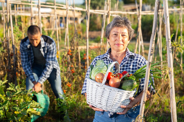 Fototapeta premium Portrait of elderly woman posing with basket full of harvested vegetables and greens at smallholding